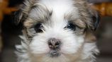 Shitzu Puppys