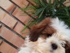 Shitzu Puppies