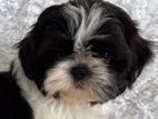 Shih Tzu Puppies