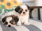 Shih Tzu Puppies