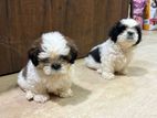 Shih Tzu Puppies