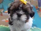 Shih Tzu Puppies