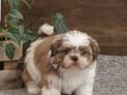 Shitzu Puppies