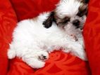 Shitzu Puppies