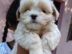 Shitzu puppys