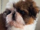 Shih Tzu Puppies