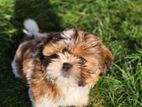 Shitzu puppys