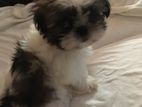 Shih Tzu Puppies