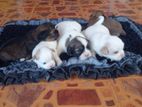 Shitzu Puppies