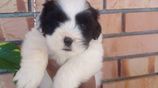 Shih Tzu Puppies
