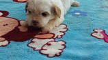 Shih Tzu Puppies