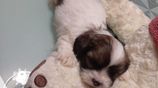 Shih Tzu Puppies