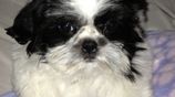 Shih Tzu Puppies