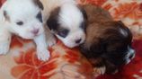 Shih Tzu Puppies