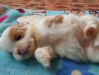 Shih Tzu Puppies
