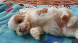 Shih Tzu Puppies