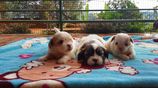 Shih Tzu Puppies