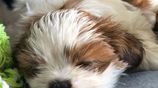 Shih Tzu Puppies