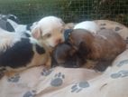Shitzu Puppys