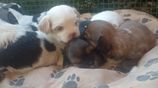 Shih Tzu Puppies