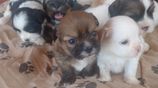 Shih Tzu Puppies