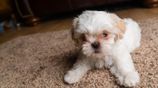 Shih Tzu Puppies