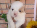 Shih Tzu Puppies