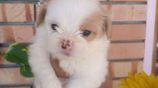 Shih Tzu Puppies