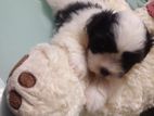 Shih Tzu Puppies
