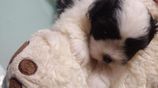 Shih Tzu Puppies