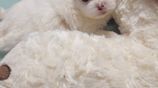 Shih Tzu Puppies