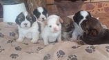 Shih Tzu Puppies