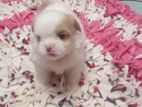 Shitzu Puppys