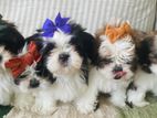 Shihtzu Puppies
