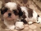 Shihtzu Puppies