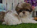Shitzu Puppys
