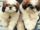 Shih Tzu Puppys