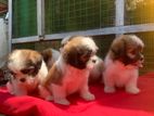 Shitzu Puppys