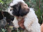 Shitzu Puppies
