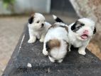 Shitzu Puppys