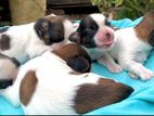 Shih Tzu Puppies