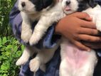 Shih Tzu Puppies