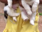 Shih Tzu Puppies