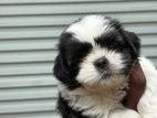 Shih Tzu Puppies