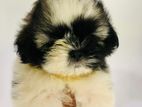 Shih Tzu Puppies