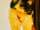 Shih Tzu Puppies
