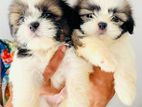 Shih Tzu Puppies