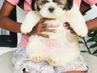 Shi Tzu Puppys