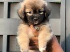 Shitzu Puppies