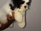 Shih Tzu Puppies